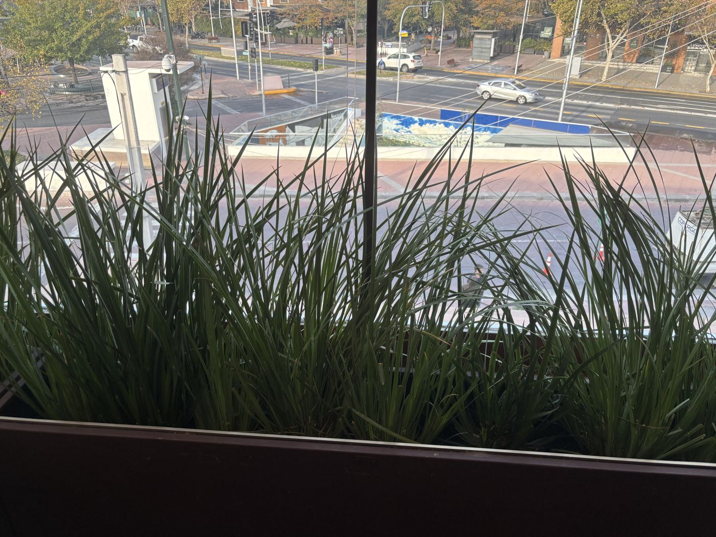 Jardinera larga llena de pastos en la terraza de Azotea, con vista a la ciudad