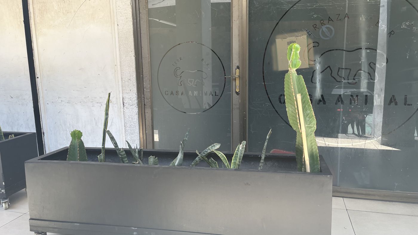 Jardinera de Casa Animal recién plantada, con pocas plantas, en diciembre de 2024