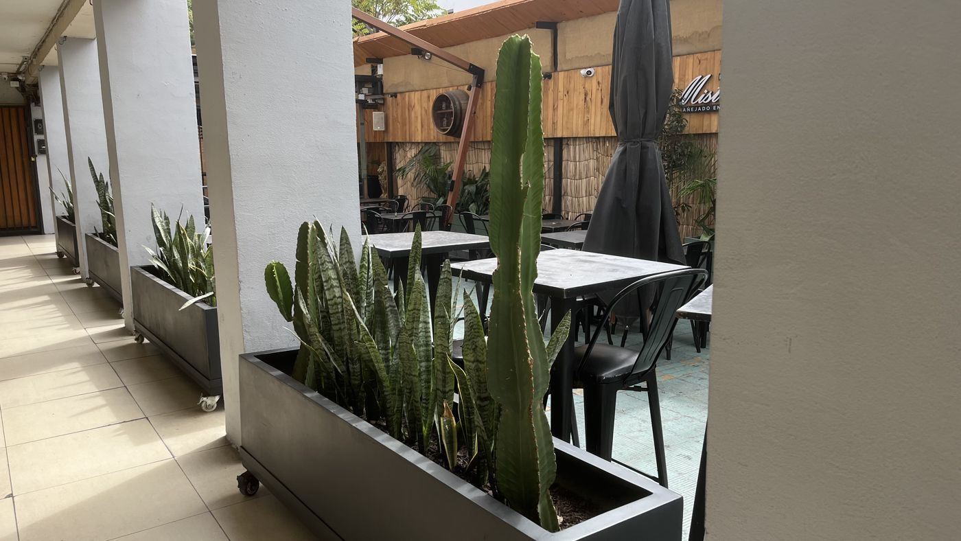 Jardinera con cactus y lenguas de suegra en la terraza de Casa Animal