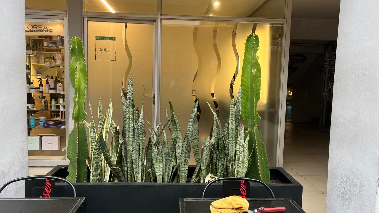 La misma jardinera de Casa Animal, hoy llena de lenguas de suegra y cactus