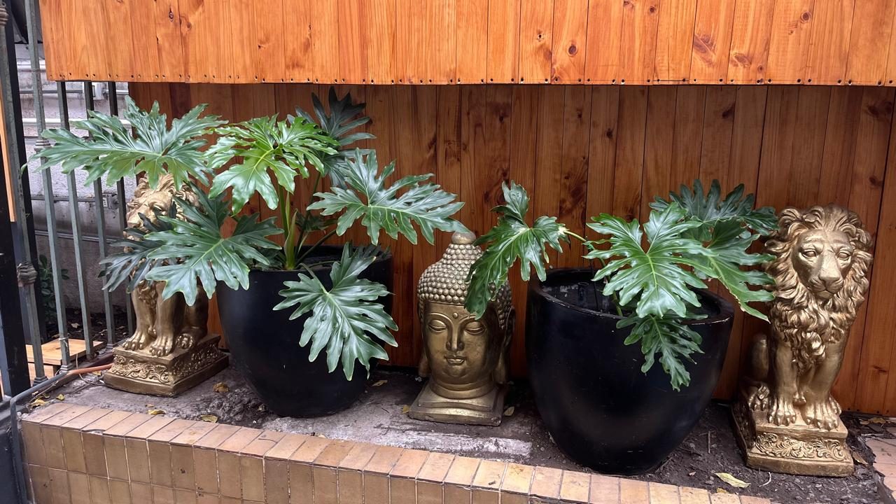 Los filodendros recién plantados en las macetas negras