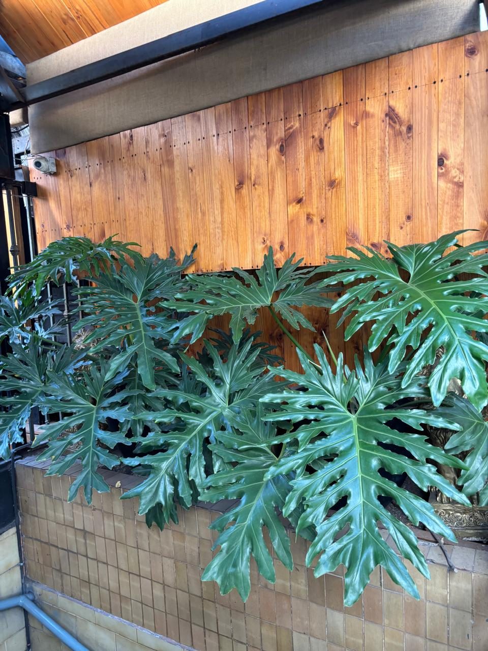 Filodendros grandes y frondosos en la terraza de Casa Animal